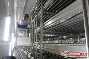 山東臨沂瑞澤農(nóng)業(yè)科技 雙孢菇工廠化生產(chǎn)基地的技術(shù)咨詢與創(chuàng)新實(shí)踐